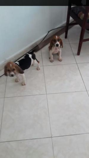 Beagle Hembras