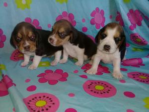 Beagles Quillerps