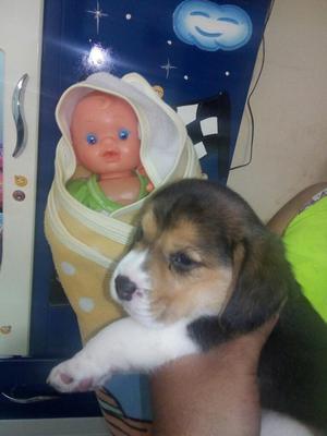 Beagles Super Tremendo Cachorro