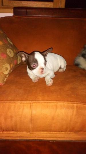 Boston Terrier Roja Hembra 4 Meses