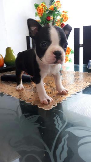 Boston Terrier Super Hermosos