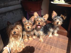 Cachorros para tí, raza Yorkie Terrier, una gran compañía