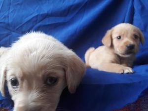 Carismáticos Cachorros Perritas Golden!.