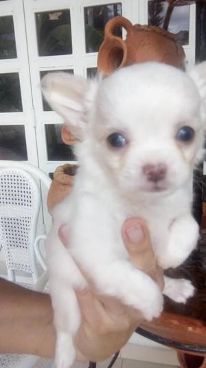 Chihuahua Macho Pelo Largo Blanco