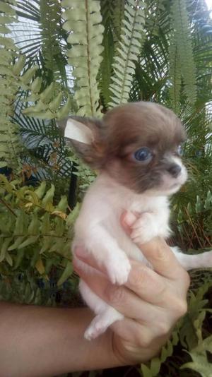 Chihuahua Pelo Largo Unico Ojos Azules