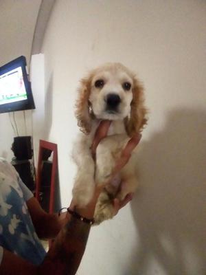 Cocker Spaniel Garantizado