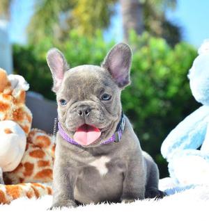 **ENCANTADORES BULLDOG FRANCES BLUE EN VENTA **