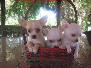 **ESTUPENDOS CHIHUAHUAS A LA VENTA **