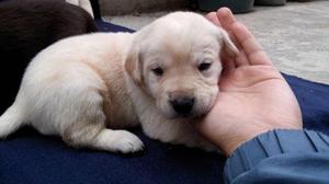 **HERMOSOS GOLDEN A LA VENTA **