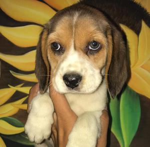 Hermosos Beagle Tricolor