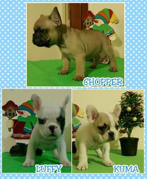 Hermosos Bulldog Frances