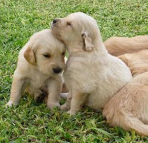 Hermosos Cachorros Golden