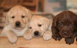 Hermosos Cachorros Labrador