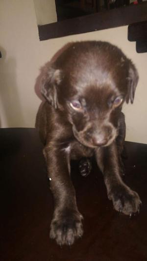 Labradores Chocolate