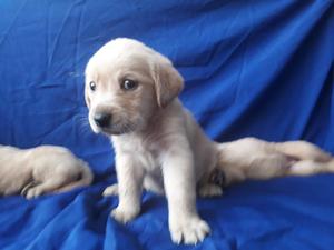 Originales Goldens Bebes