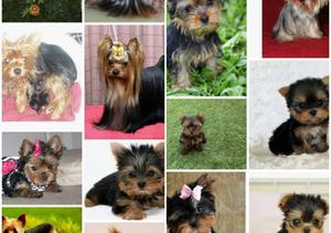 Perros Yorkys Y Pomeranias