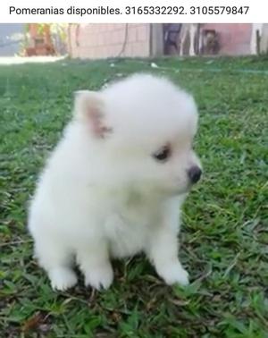 Pomerania Lulú Blancos Disponibles