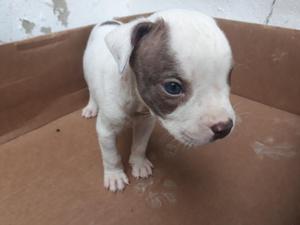 Se Venden Hermosos Pitbull