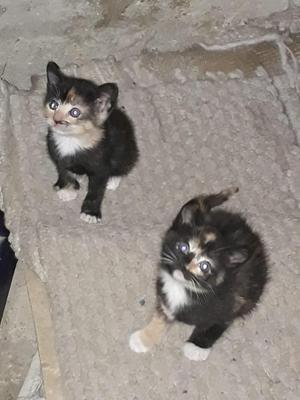 Se da en adopcion hermanitas bebes