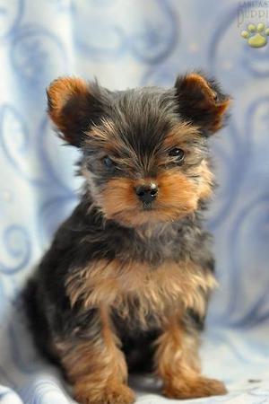 VENDO CACHORRITOS YORKSHIRE TERRIER EN TIENDA DE CACHORROS
