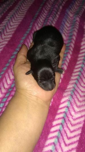 Vendo Cachorro Macho Picher Tiene 45 Dia