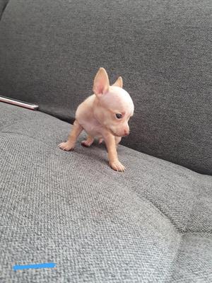Vendo Cachorros Pincher Chihuahua