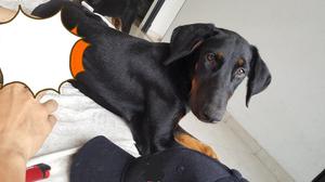 Vendo O Cambio Cachorra Hembra Doberman