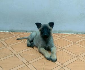 Vendo Pastor Belga Malinois Hembra