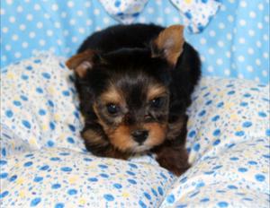 Yorky Mini Tea Cup