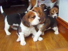 beagle 13 pulgada lindas niñas.