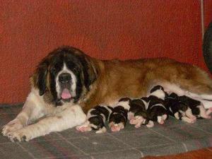 cachorros san bernardo con registros de pureza y salud