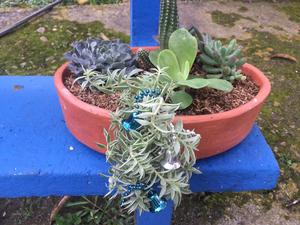 Vendo Arreglos Suculentas Cactus