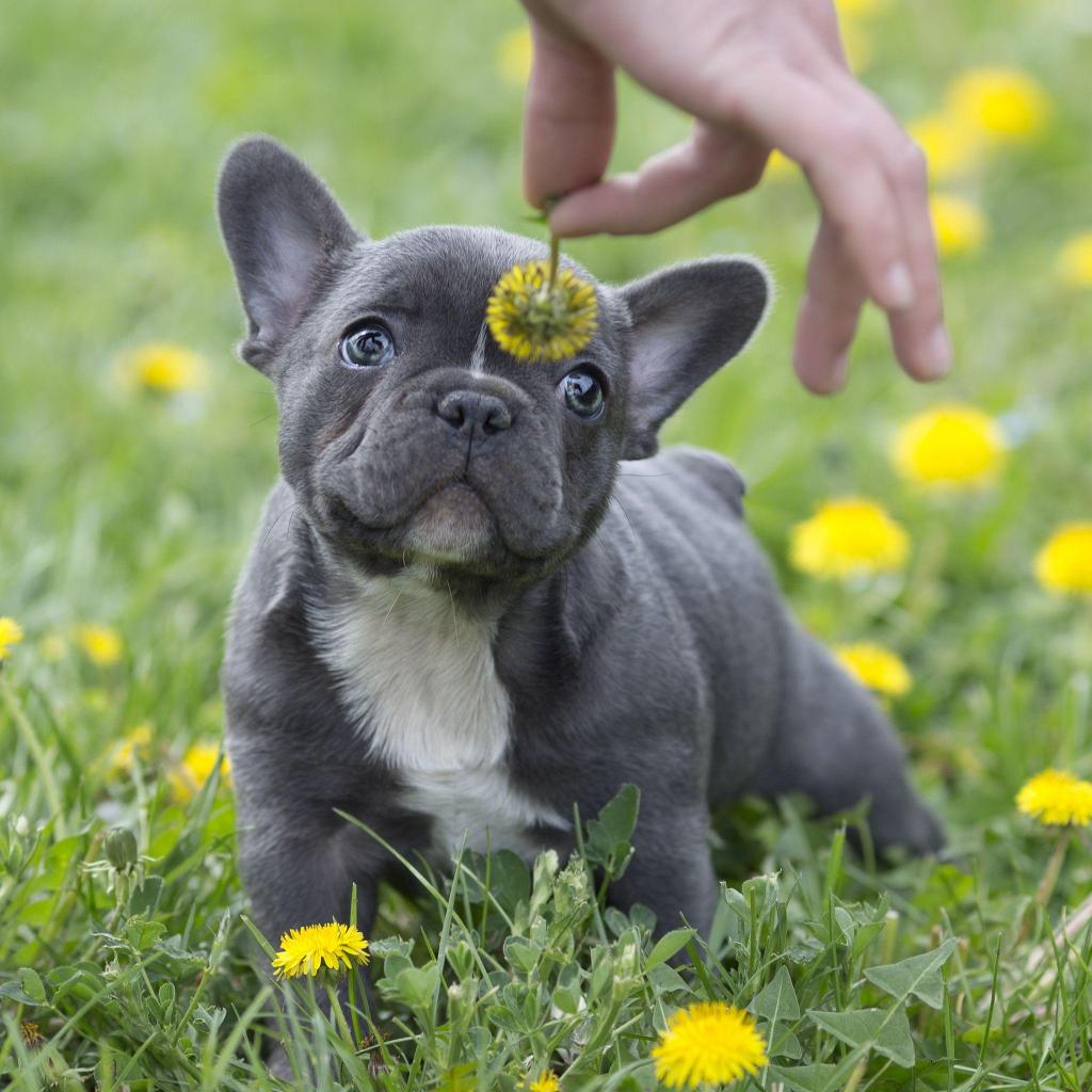 **AUTENTICOS BULLDOG FRANCES BLUE EN VENTA ***