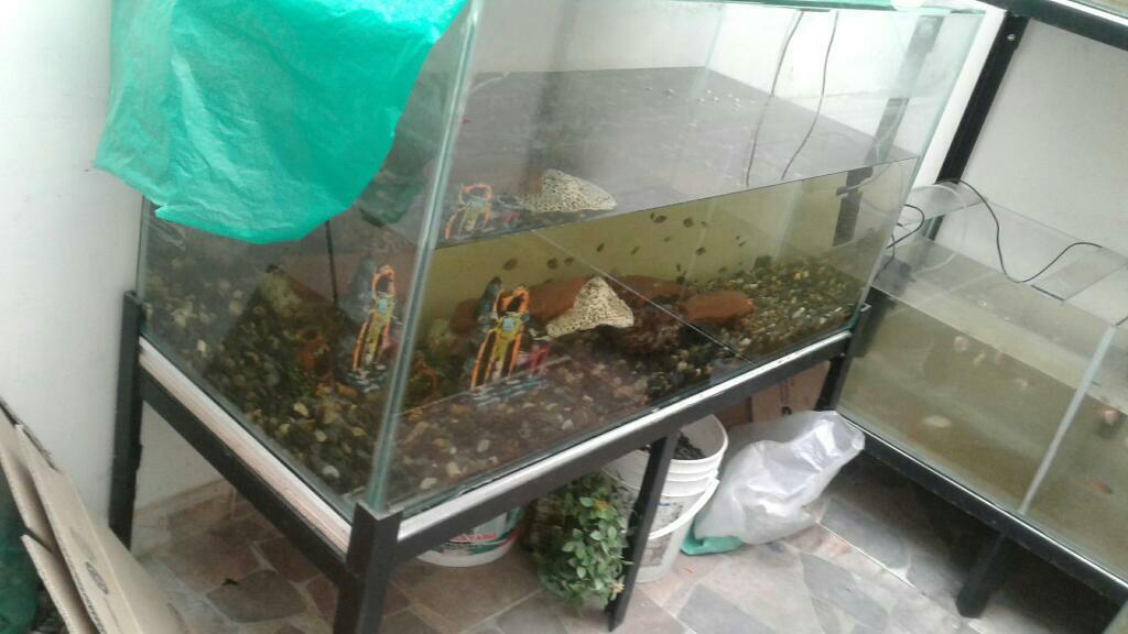 Acuario 120x50x60 con Base en Ángulo