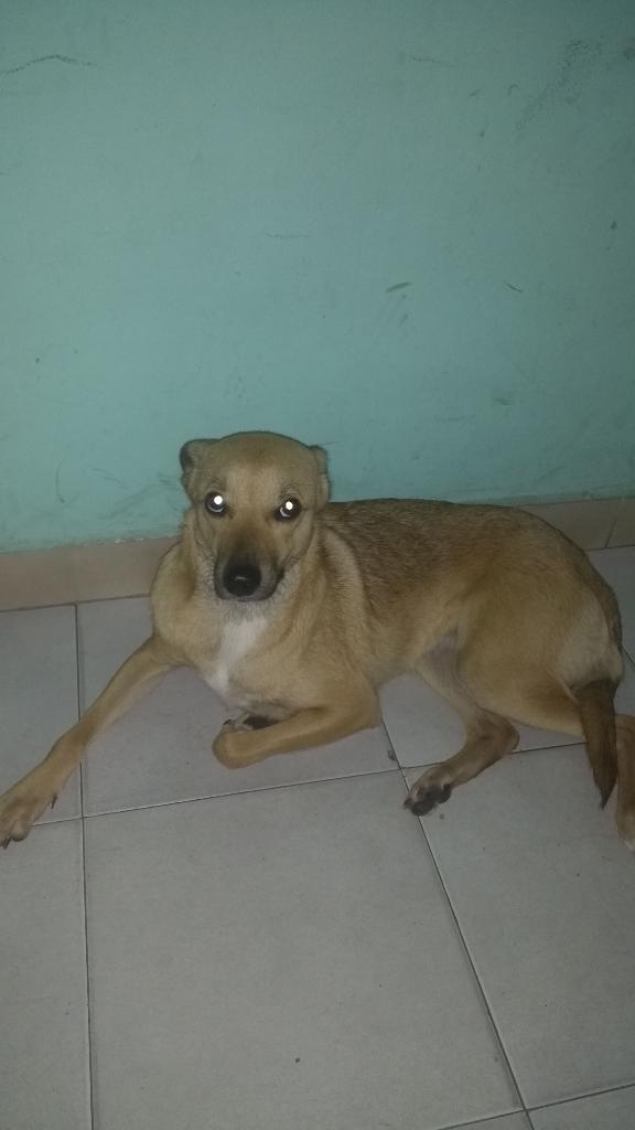 Adopción Perrita