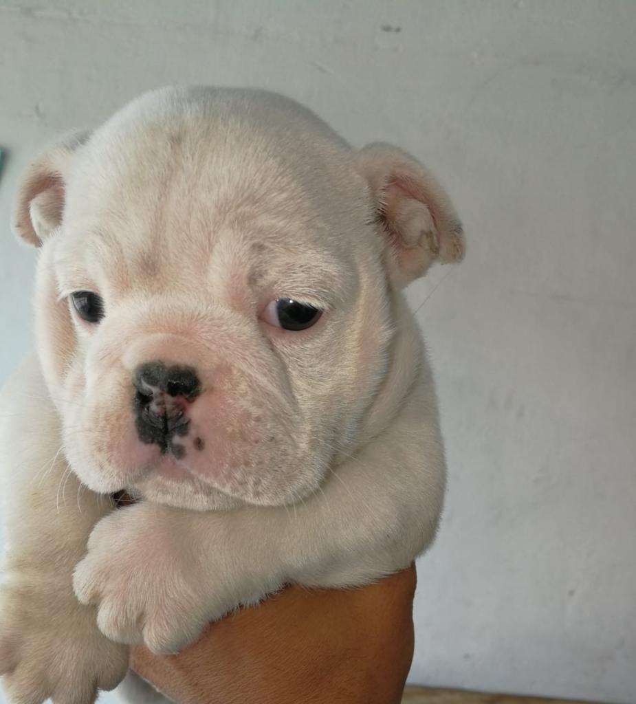 Bulldog Cachorro