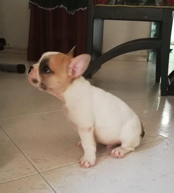 Bulldog Frnaced Macho Listo para Entrega