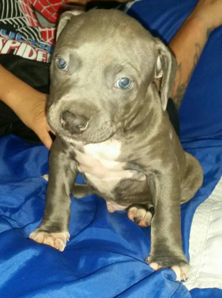 Cachorro Pitbull Blue