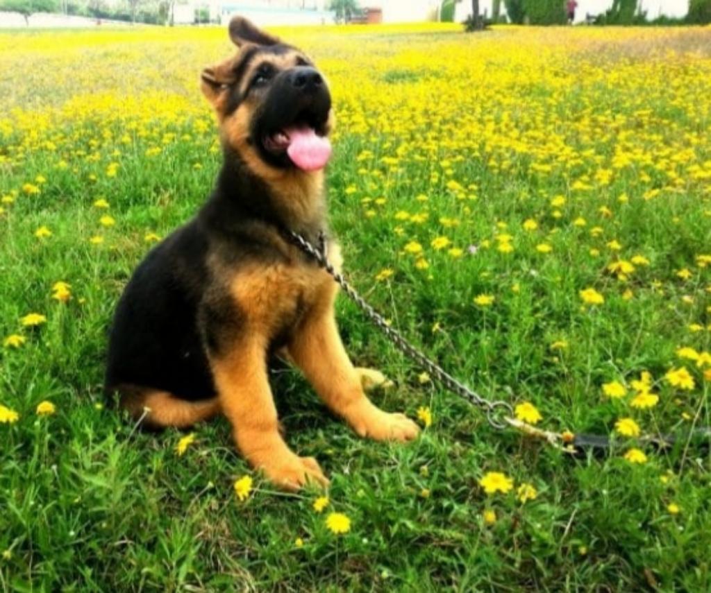 Cachorros Pastor Aleman Hermosos