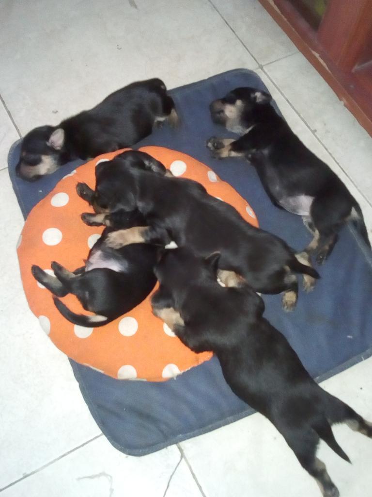 Cachorros Pincher