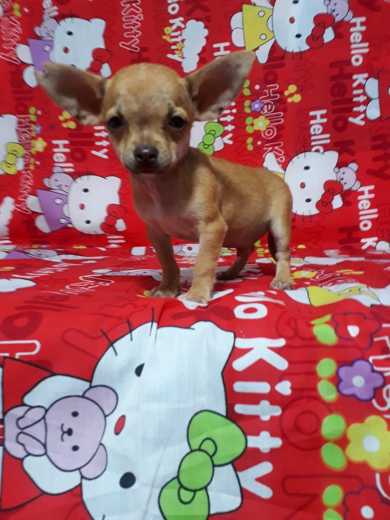 Chihuahua Macho Disponible
