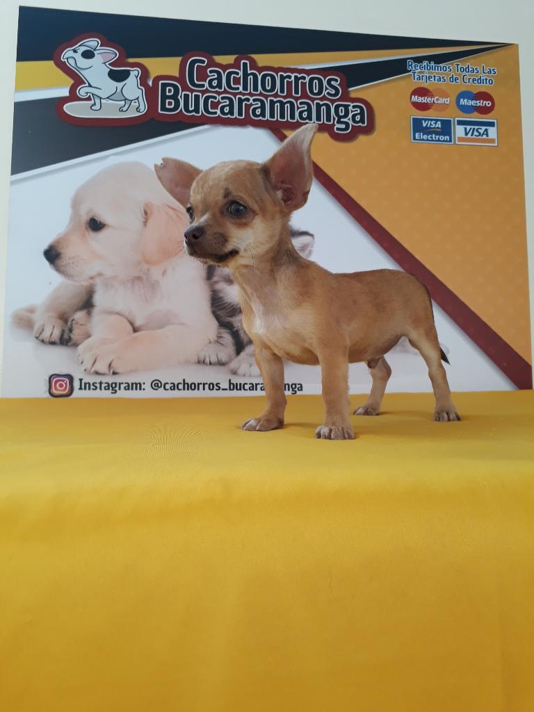 Chihuahua de Raza Pura Garantizada