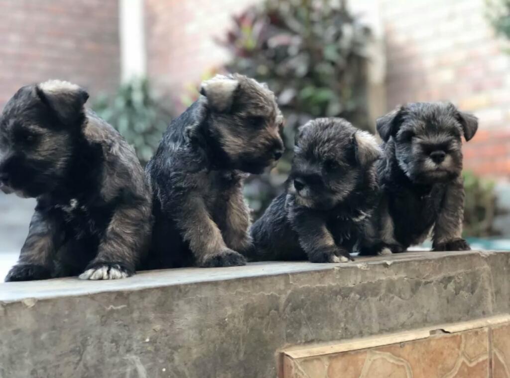 Coquetos Schnauzer Pequeñitos