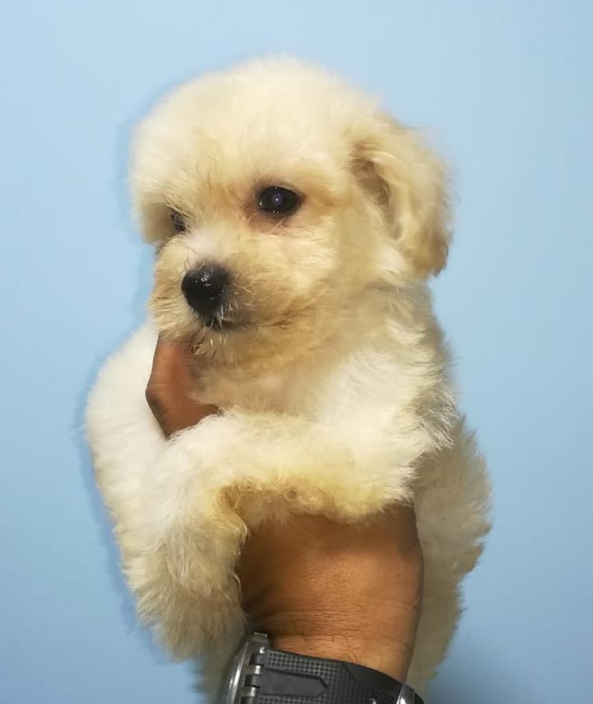 Disponibles French Poodle Minitoy