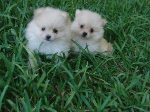 **ENCANTADORES POMERANIA A LA VENTA ***