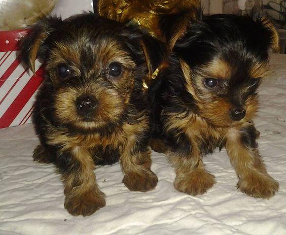 **ESTUPENDOS YORKIS TERRIER A LA VENTA GARANTIZADOS**