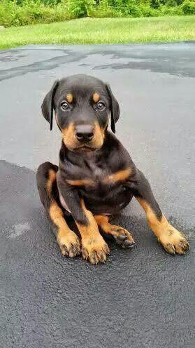 **HERMOSOS DOBERMAN EN VENTA **