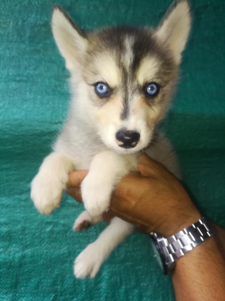 Hermosa Loba Diberiana de Ojos Azules de