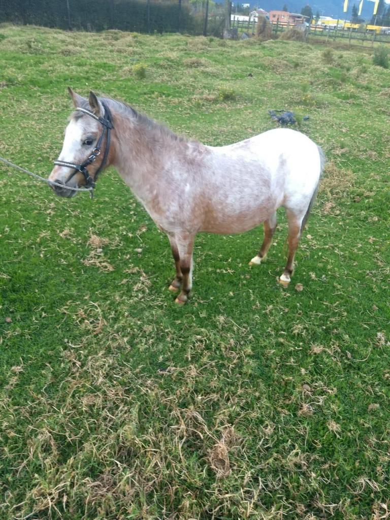 Hermosa Pony Apaloosa 76 Cm