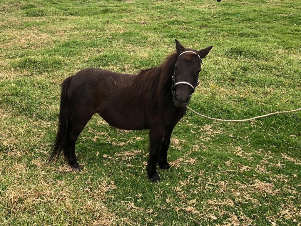 Hermosa Pony Shetland! 4 Añitos!